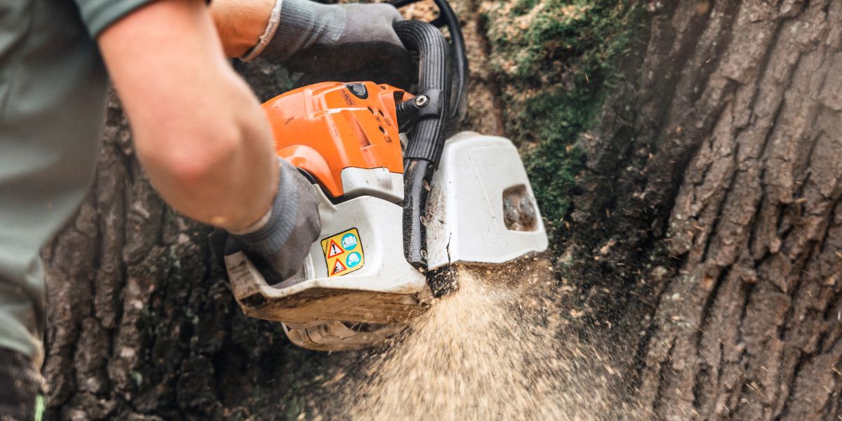 Tree Service Explained