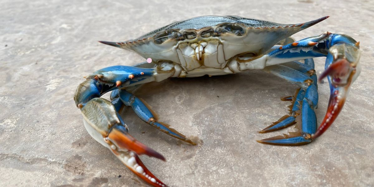 Where to Buy Crabs Near Me